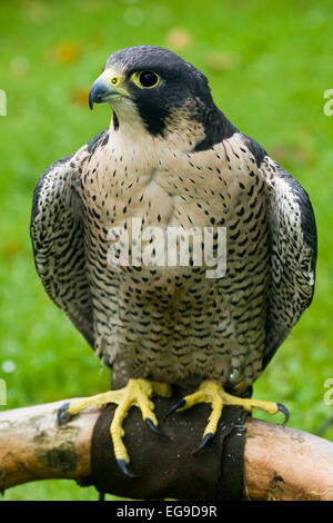 Falco pellegrino (Falco peregrinus) Foto Stock