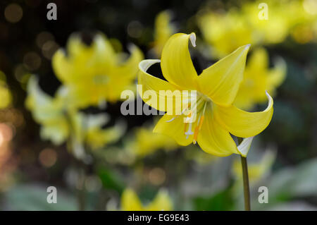 Erythronium "Pagoda". Un formulario giallo di cani dente viola con petali di curvatura. Foto Stock