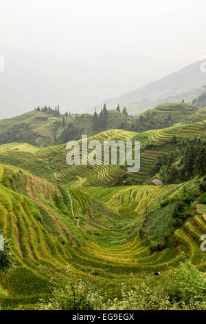 Dragon's backbone risaie terrazze, Guilin, Longsheng, Guangxi Zhuang, Cina Foto Stock