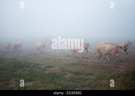 Vacche Jersey in esecuzione nella nebbia Foto Stock