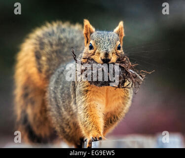 Close-up di scoiattolo con radici in bocca Foto Stock