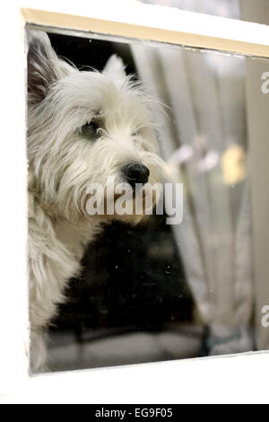 West Highland White Terrier cane guardando attraverso la finestra Foto Stock