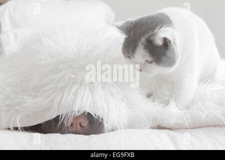 Gatto britannico shorthair guardando un cane Shar pei che dorme sotto una coperta soffice Foto Stock