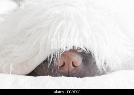 Shar pei cane dormire sotto la soffice coperta Foto Stock