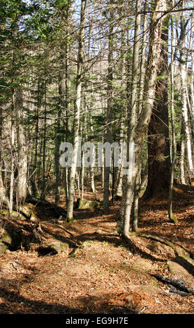 Alberi di conifere di un autunno taiga Foto Stock