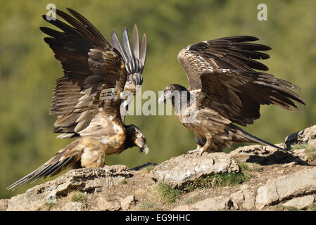 Due giovani Lammergeiers o avvoltoi Barbuto (Gypaetus barbatus), uno dei quali è marcato con ala tag, in corrispondenza di un luogo di esca Foto Stock