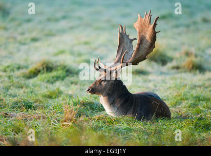 Daini (Dama Dama), buck, sdraiati su un prato, captive, Baviera, Germania Foto Stock