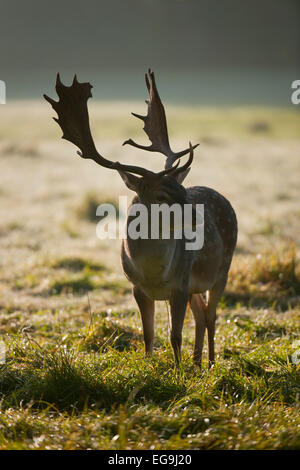 Daini (Dama Dama), buck nelle prime ore del mattino, con retroilluminazione, captive, Baviera, Germania Foto Stock