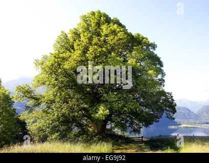 Lime o grandi lasciava tiglio (Tilia platyphyllos) su un prato estivo, regione di Mondseeland, lago Mondsee, Salzkammergut Foto Stock