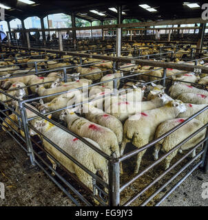 Mercato di pecora. Melton Mowbray. Leicestershire. Regno Unito Foto Stock