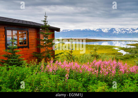 Capanna e Dwarf Fireweed fiori (Epilobium latifolium o Chamerion latifolium) in Islanda. Foto Stock