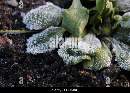 Foglie con ghiaccio e gelo Foto Stock