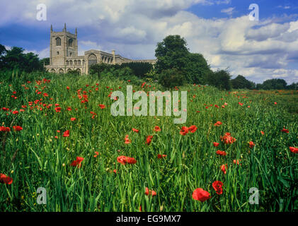 Campo di papavero di Holy Trinity Collegiate Church, Tatterwall, Lincolnshire, Inghilterra, Regno Unito Foto Stock