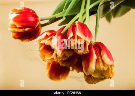 Tulipani rossi con la riflessione dal golden superficie a specchio Foto Stock