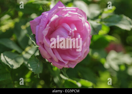 Rosa rosa fiore sulla boccola Foto Stock