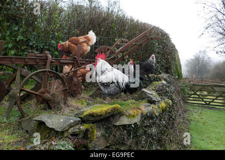 Carmarthenshire, Wales, Regno Unito. Xx Febbraio 2015. Free range galline e galletti sedersi su un vecchio aratro e muro di pietra a basse condizioni di tempo asciutto su un smallholding giardino rurale in Carmarthenshire, West Wales UK. Kathy deWitt/AlamyLiveNews Foto Stock