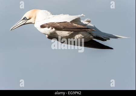 Gannett in volo contro il cielo blu Foto Stock