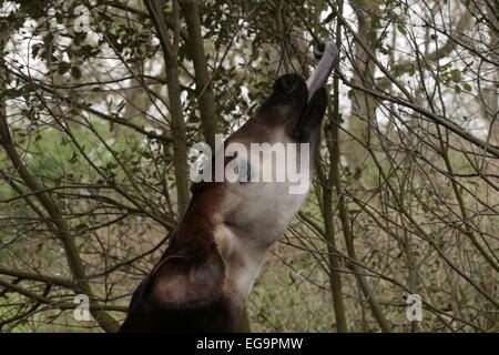 Okapi a Marwell Zoo, Inghilterra Foto Stock