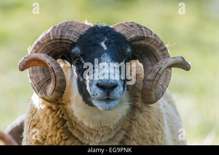 Scottish faccia nera pecora, testa, rivolta verso il lato anteriore. Foto Stock