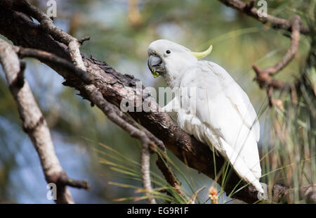 Wild zolfo-crested cockatoo, Sydney Giardini Botanici Foto Stock