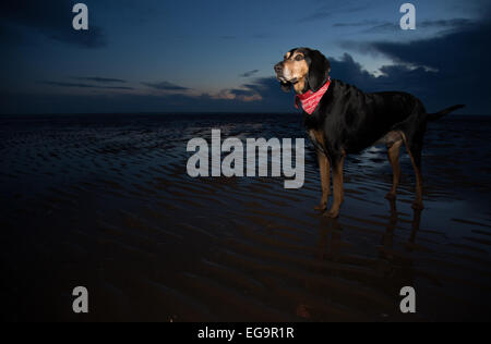 Nero e Marrone Coonhound cane sulla spiaggia di Blackpool, Regno Unito. Foto Stock