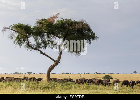 Mandria di bufali africani (syncerus caffer) in piedi in ombra, Murchinson Falls National Park, Uganda Foto Stock