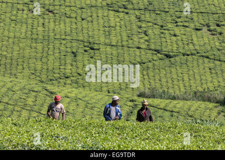 Persone picking foglie di tè da una piantagione nel distretto di Kibale, Uganda Foto Stock