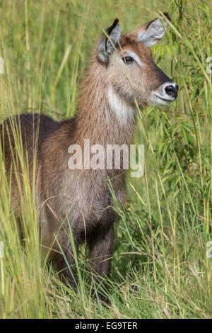 Defassa Waterbuck (Kobus ellipsiprymnus defassa), Murchinson Falls National Park, Uganda Foto Stock