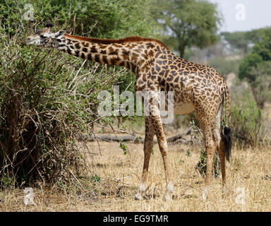 La giraffa a mangiare le foglie da una boccola. - Tangire National Park - Tanzania, Africa. Foto Stock