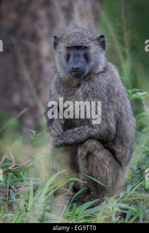 Babbuino oliva (papio anubis), Murchinson Falls National Park, Uganda Foto Stock