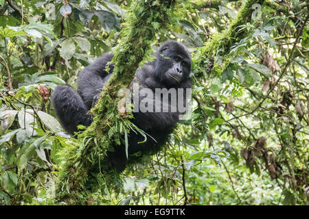 Gorilla di Montagna del gruppo Nkuringo (Gorilla beringei beringei), la foresta impenetrabile di Bwindi National Park, Uganda Foto Stock