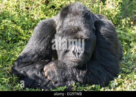 Gorilla di Montagna del gruppo Nyakagezi (Gorilla beringei beringei), Mgahinga Gorilla di Montagna del Parco Nazionale, Uganda Foto Stock