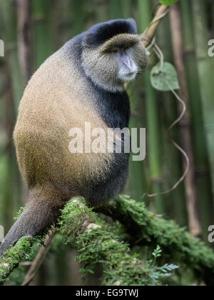 Scimmia dorata (Cercopithecus kandti), Mgahinga Gorilla di Montagna del Parco Nazionale, Uganda Foto Stock