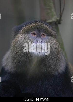 Scimmia dorata (Cercopithecus kandti), Mgahinga Gorilla di Montagna del Parco Nazionale, Uganda Foto Stock