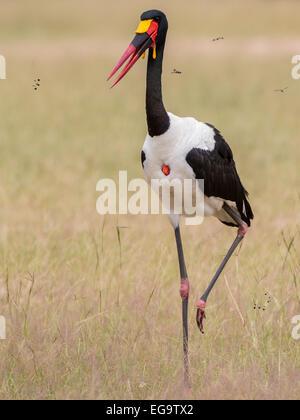 Sella maschio-fatturati stork (Ephippiorhynchus senegalensis), Murchinson Falls National Park, Uganda Foto Stock