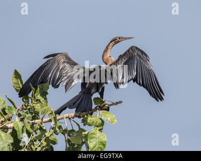 African darter (Anhinga rufa), Murchinson Falls National Park, Uganda Foto Stock