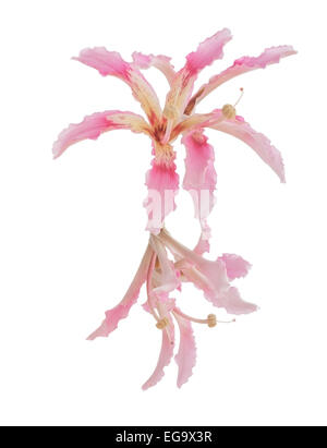 Fiori di Ceiba speciosa, seta floss tree flower, isolato su bianco. Foto Stock