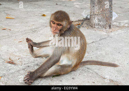 Monkey legato a una catena di Kon Tum, Vietnam, in Asia. Foto Stock