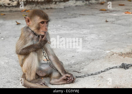 Monkey legato a una catena di Kon Tum, Vietnam, in Asia. Foto Stock