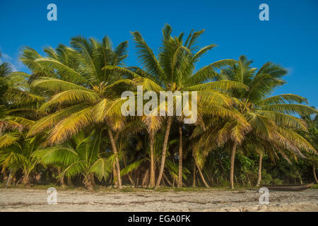 Spiaggia tropicale con palme di cocco Foto Stock