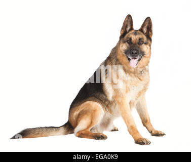 Un pastore tedesco cane seduto di fronte a uno sfondo bianco Foto Stock