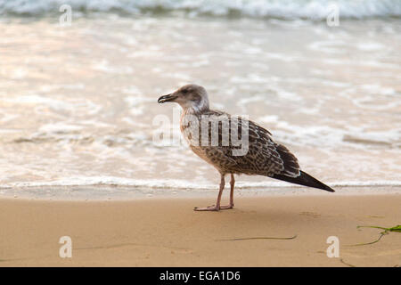 Spiaggia di sabbia seagull footprint di uccelli di mare Foto Stock