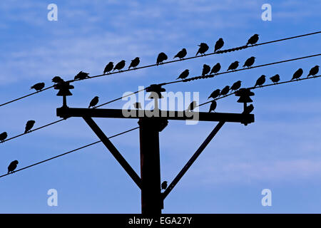 Per gli storni comune / Europea starling (Sturnus vulgaris) gregge riuniranno sui fili della linea telefonica Foto Stock