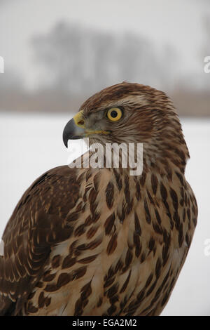 Hawk ritratto in inverno a un lago ghiacciato Foto Stock