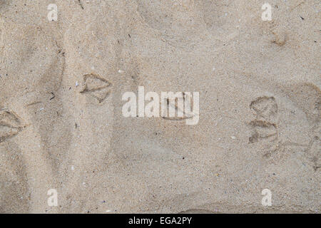 La sabbia, gabbiani, footprint, spiaggia, mare Foto Stock