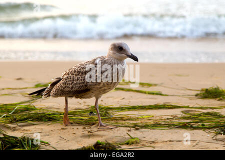 La sabbia, gabbiani, footprint, spiaggia, mare Foto Stock