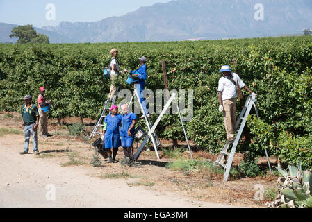 I lavoratori agricoli la raccolta di prugne in un frutteto vicino Robertson Western Cape Sud Africa Foto Stock