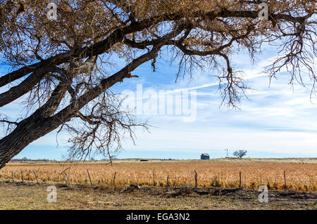 Campagna vicino Shattuck, Ellis County, Oklahoma, Stati Uniti d'America Foto Stock