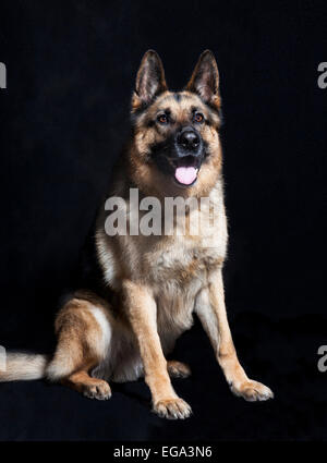 Un pastore tedesco seduto di fronte a sfondo nero, ritratto in studio Foto Stock