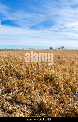 Campagna vicino Shattuck, Ellis County, Oklahoma, Stati Uniti d'America Foto Stock